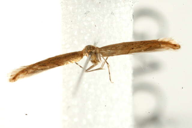 Phyllonorycter messaniella (Zeller 1846)的圖片