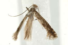 Image of Hazel Slender