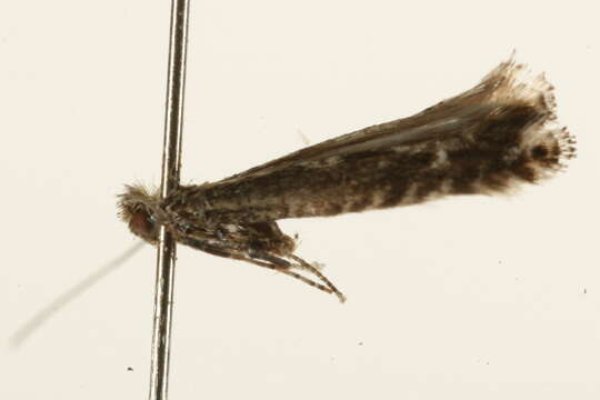 Image of Pointed Slender
