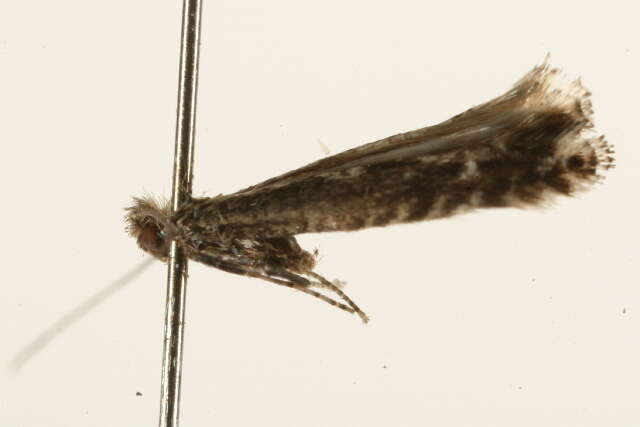 Image of Pointed Slender