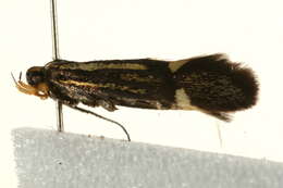 Image of Esperia sulphurella