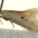 Image of <i>Elachista maculicerusella</i>