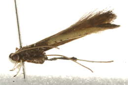 Image of Azalea leafminer