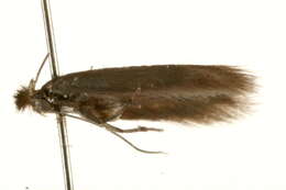 Image of Bucculatrix cristatella Zeller 1839