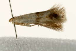 Sivun <i>Elachista maculicerusella</i> kuva