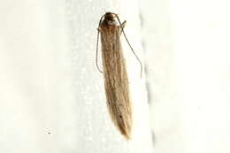 Image of <i>Coleophora otidipennella</i>