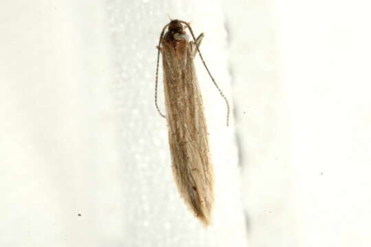 Image of <i>Coleophora otidipennella</i>