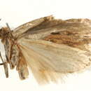 Image of <i>Depressaria radiella</i>