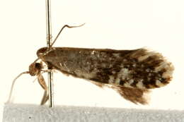 Image of Cork Moth