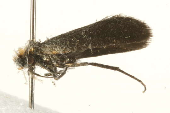 Image of Cauchas rufimitrella