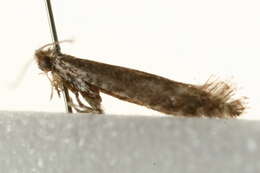 Image of Hawthorn Slender