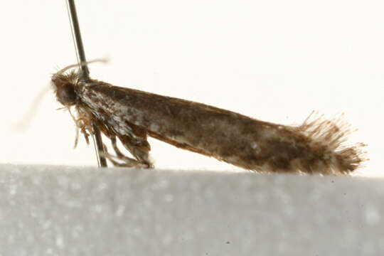 Image of Hawthorn Slender