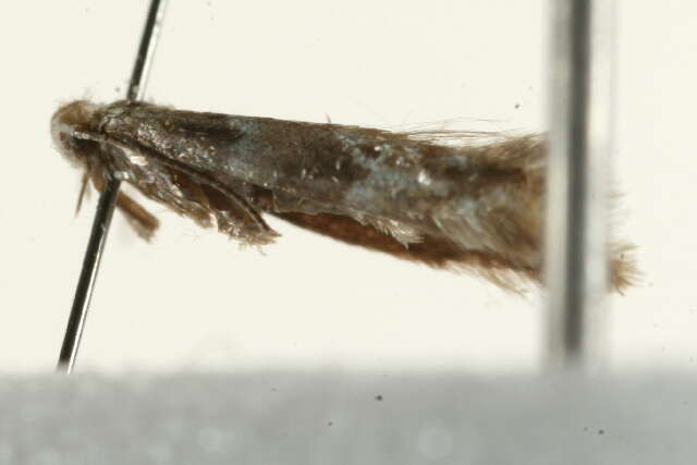 Image of Phyllonorycter trifasciella (Haworth 1828)