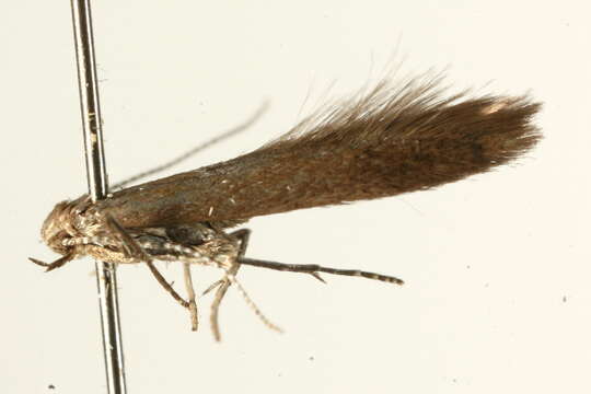 Image of Coleophora lusciniaepennella Treitschke 1833