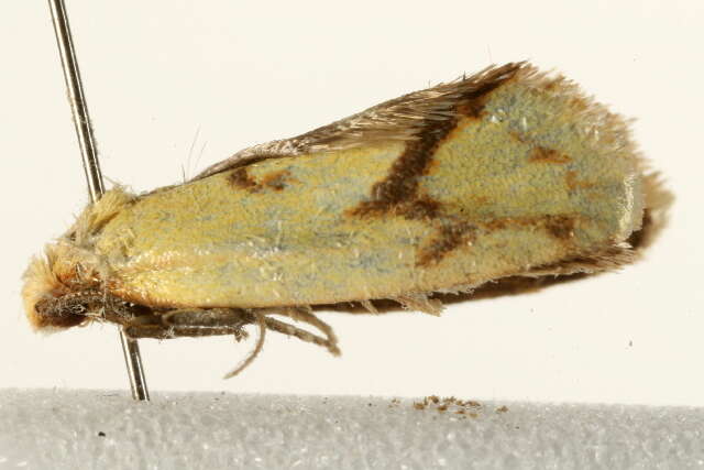 Image of Agapeta