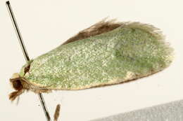 Image of green oak tortrix