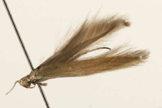 Image of Common Rush Case-bearer