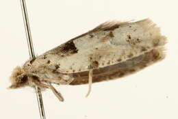 Image of Epinotia bilunana Haworth 1811