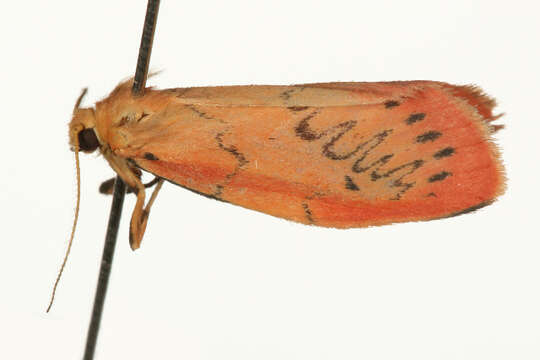 Image of rosy footman