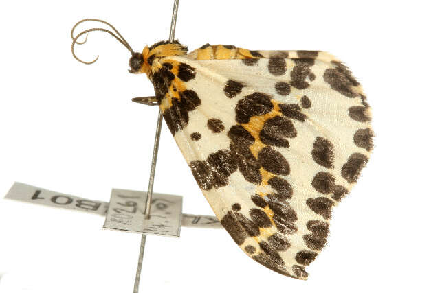 Abraxas grossulariata Linnaeus 1758 resmi