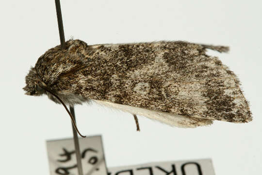 <i>Subacronicta megacephala</i> resmi