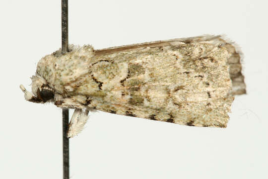 Image of <i>Nyctobrya muralis</i>