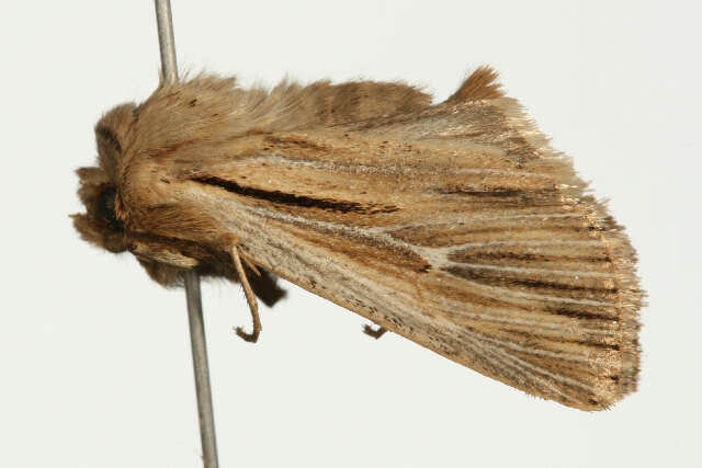 Image of shoulder-striped wainscot