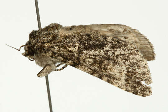 <i>Subacronicta megacephala</i> resmi