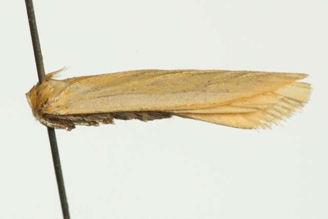 Image of orange footman