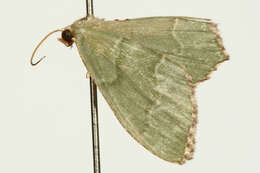 Image of common emerald