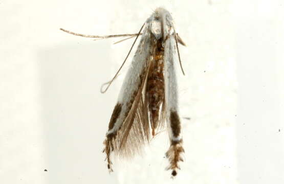 Image of Lyonetia clerkella Linnaeus 1758