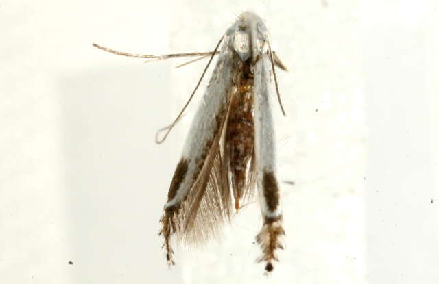 Image of apple leaf miner