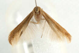 صورة Coleophora lutipennella Zeller 1838