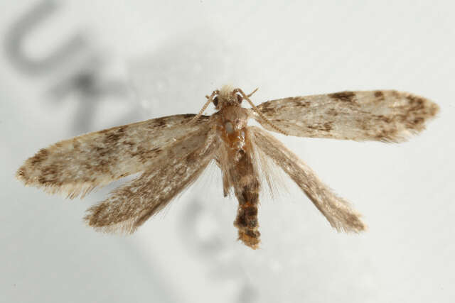 Image of Cork Moth