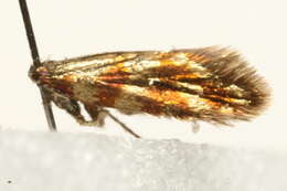 Imagem de Micropterix tunbergella Fabricius 1787