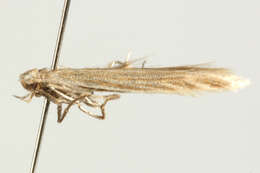 Image of Coleophora tamesis Waters 1929