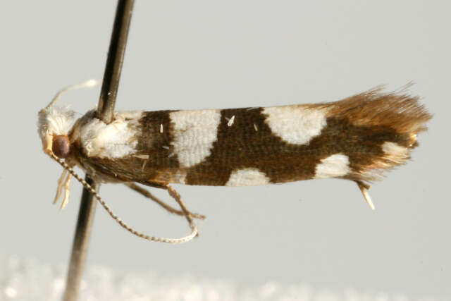 Imagem de Argyresthia brockeella Hübner 1805