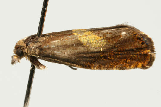 Image of Dichrorampha flavidorsana Knaggs 1867