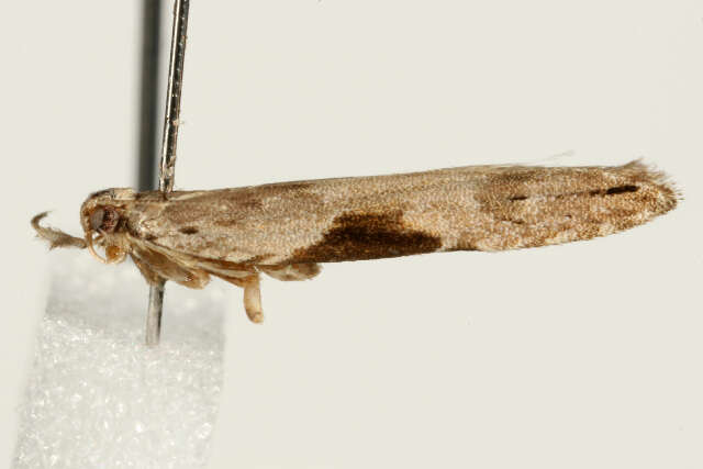 Image of Hypatima rhomboidella Linnaeus 1758