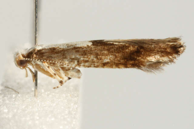 Imagem de Argyresthia semifusca Haworth 1828