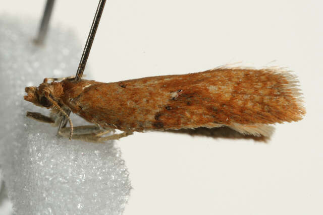 Image of Acleris notana Donovan 1806