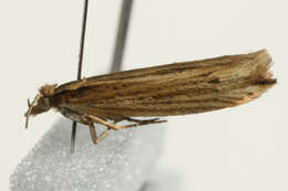 صورة <i>Ypsolopha ustella</i>