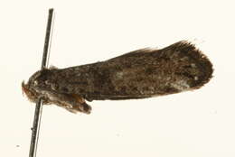 Image of <i>Paraswammerdamia nebulella</i>