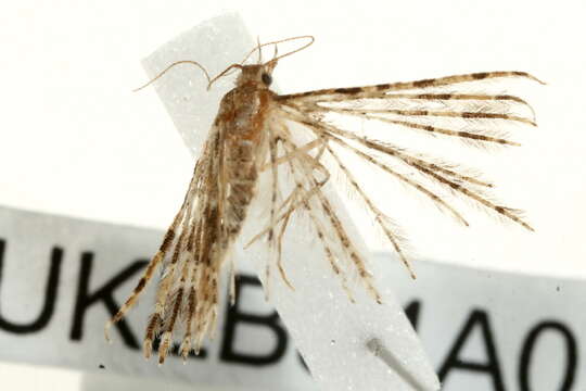 Image of twenty-plume moth