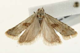 Image of Cochylimorpha straminea Haworth 1811