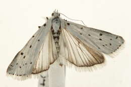 Image of Thistle Ermine