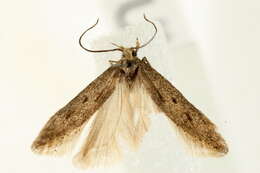 Image of Scrobipalpula tussilaginis Frey 1870