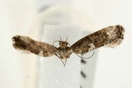 Image of sedge moths