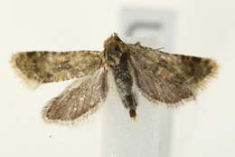 Image of Aethes williana Brahm