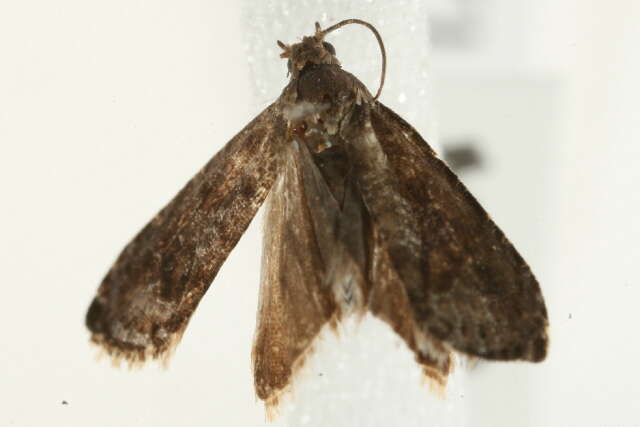 Image of Moth